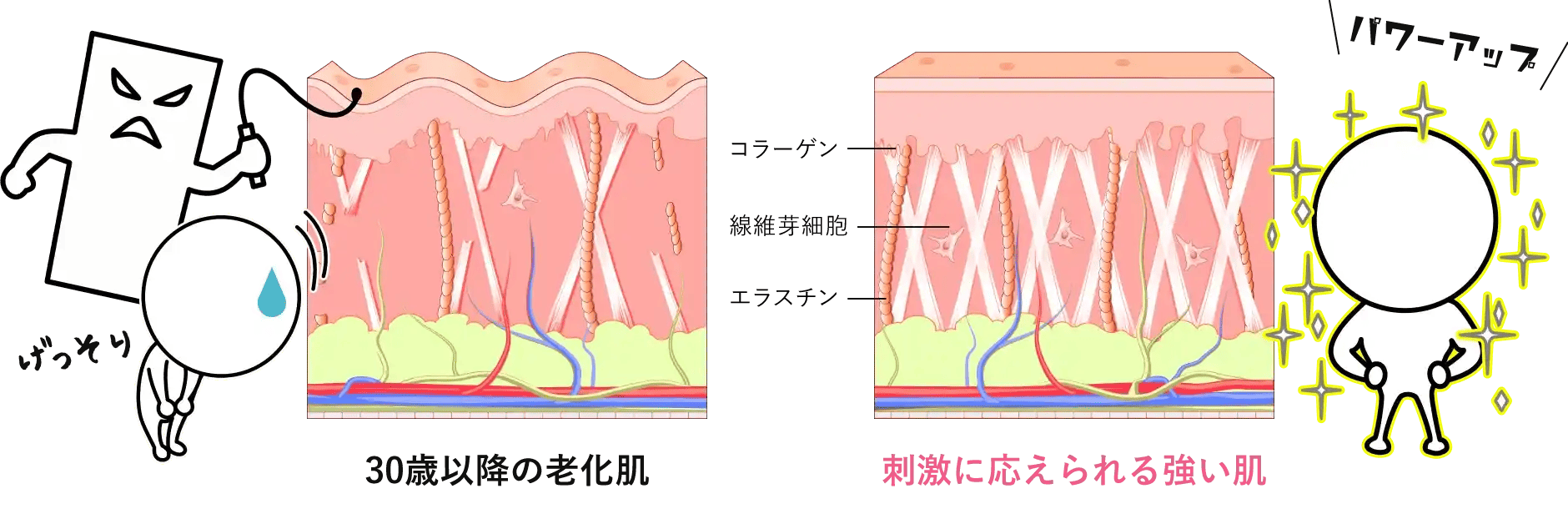 肌の底力UPで刺激に応えられる強い肌