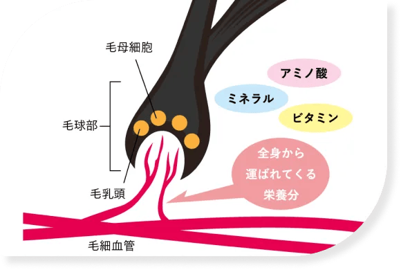 栄養は血液を通して運ばれる