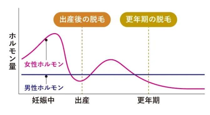 女性ホルモンの減少も薄毛の原因