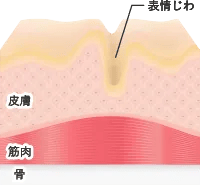 シワのメカニズム