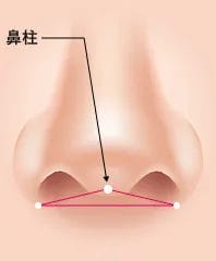 鼻柱が後退している