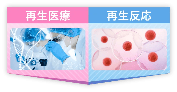 再生医療・再正反応