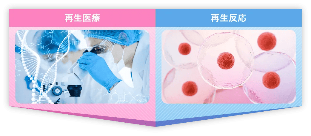再生医療・再正反応