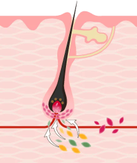 pカクテルが毛乳頭細胞と血管を刺激