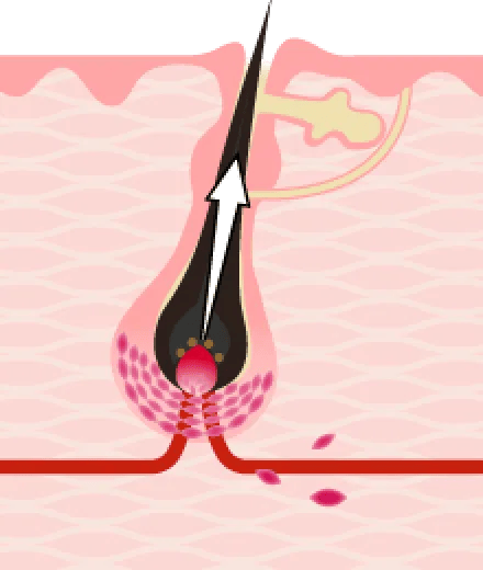 毛が太く成長し血流も増加