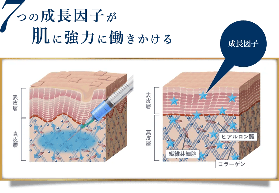 7つの成長因子が肌に強力に働きかける