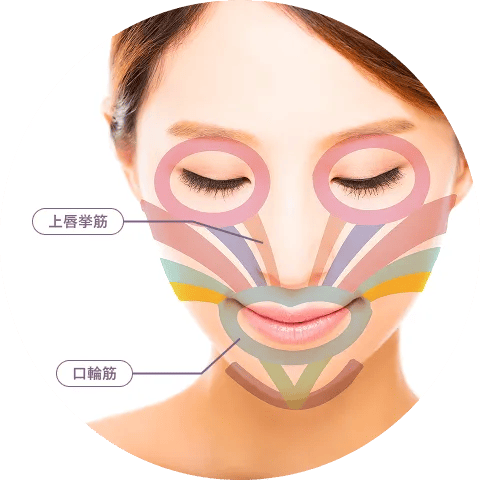 どうして、鼻の下が長くなるの？