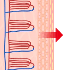 くちびるの断面