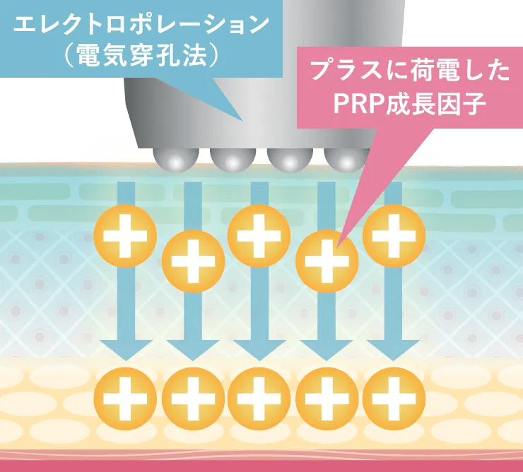 肌の再生力を引き出し、若々しい肌への変化を体感！