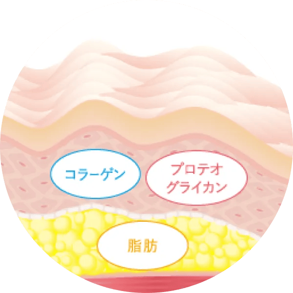 コラーゲン・プロテオグライカン・脂肪