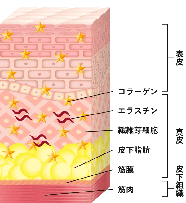 表皮 真皮 皮下組織 コラーゲン エラスチン 線維芽細胞 皮下脂肪 筋膜 筋肉