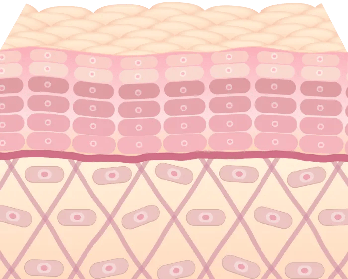 肌の構成要素が再生
