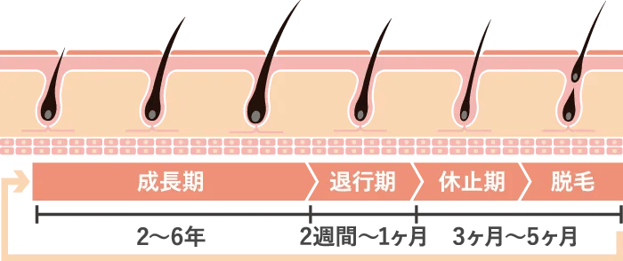 成長期　退行期　休止期　脱毛　2〜6年　2週間〜1ヶ月　3ヶ月〜5ヶ月