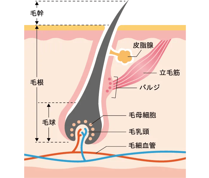 毛幹　毛根　毛球　皮脂腺　立毛筋　バルジ　毛母細胞　毛乳頭　毛細血管