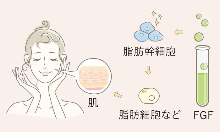 肌 脂肪幹細胞 脂肪細胞など FGF